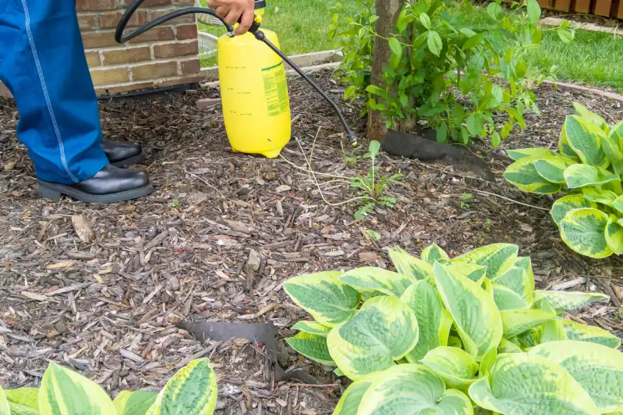 Pest Inspection