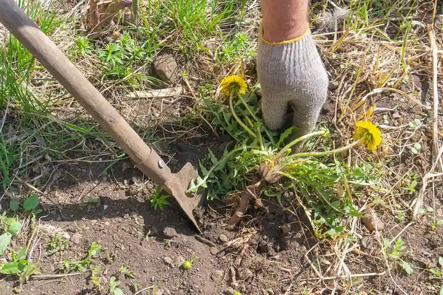 Weed Control