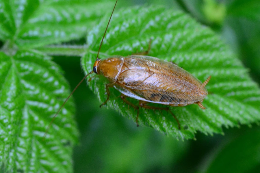 Common Pest Problems And How Professional Services Solve Them in Lynnwood, WA