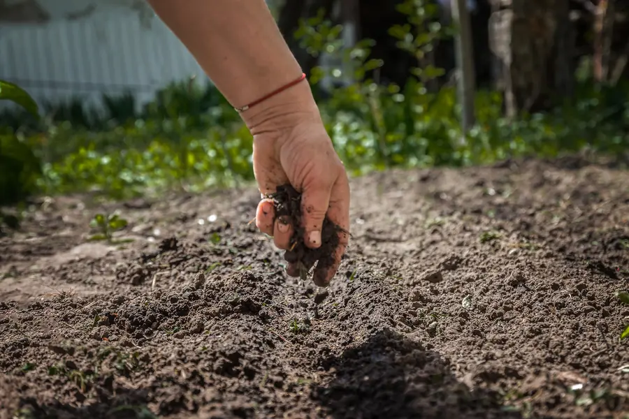 How Poor Soil Conditions Attract Unwanted Pests in Lynnwood, WA