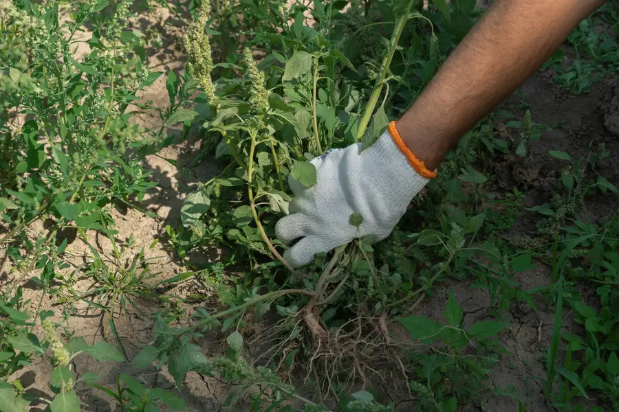 Professional Weed Control Lynnwood, WA