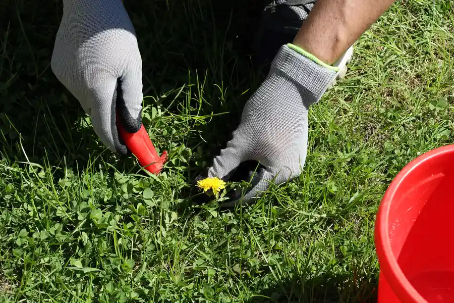 Quality Weed Control Lynnwood, WA