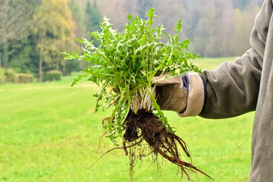 Reliable Weed Control Lynnwood, WA