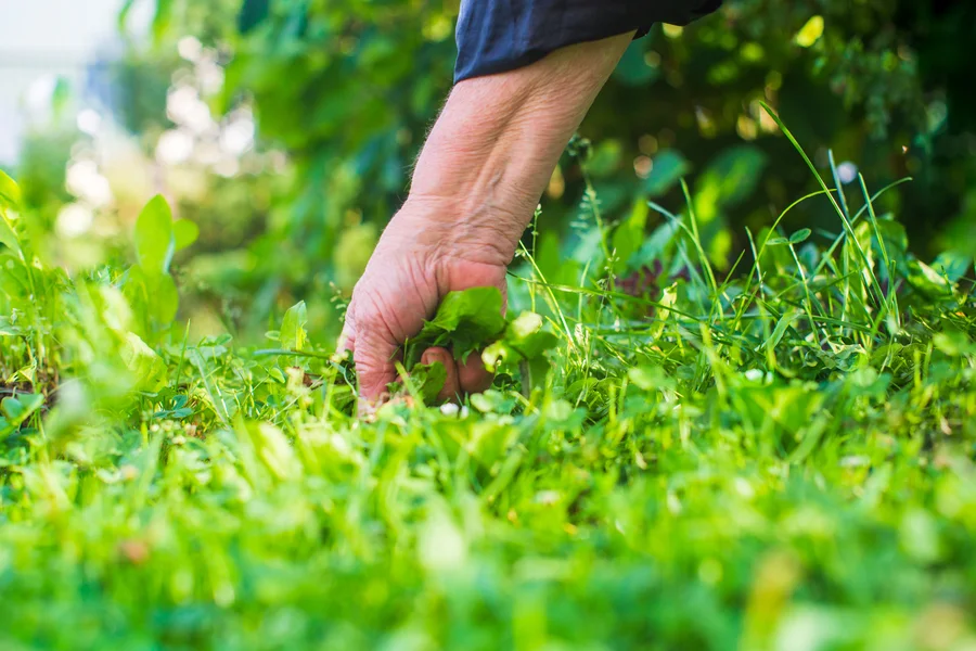 The Role Of Soil Health In Weed And Pest Control Lynnwood, WA