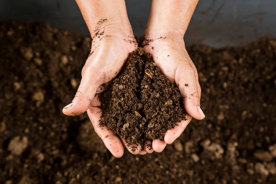 The Role Of Soil Ph In Pest And Weed Management in Lynnwood, WA