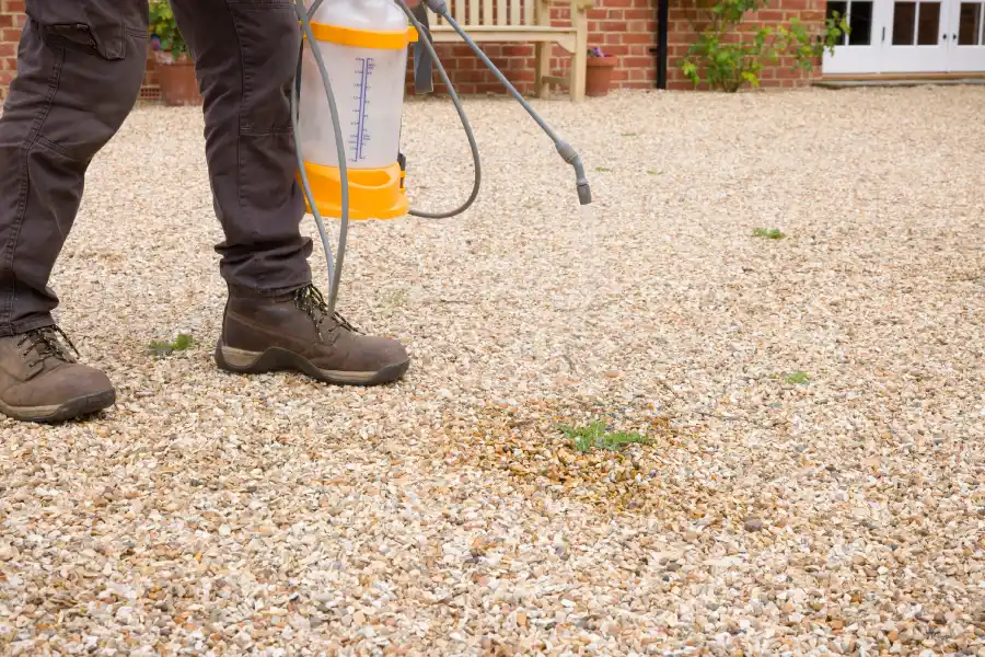 Understanding The Link Between Weeds And Pests Lynnwood, WA