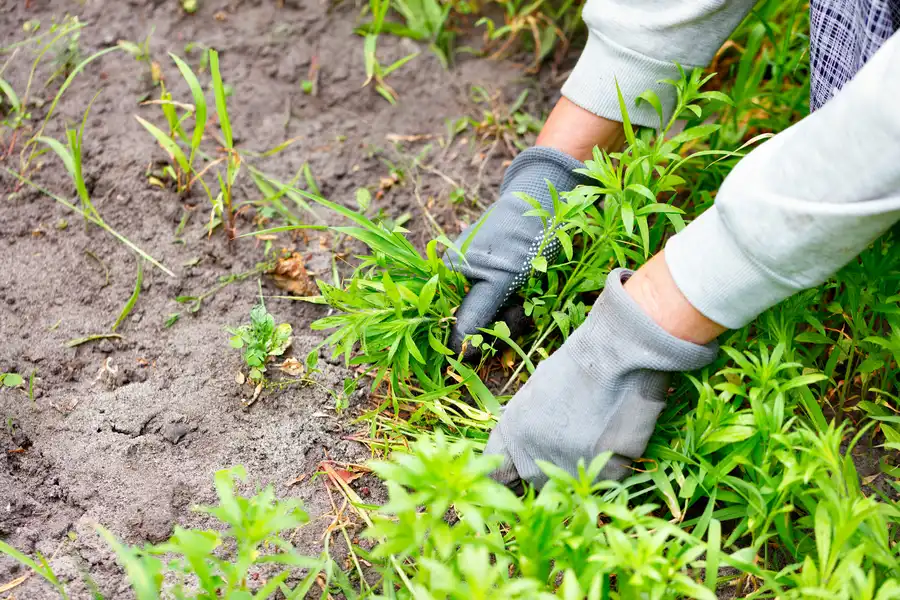 Understanding The Link Between Weeds And Pests in Lynnwood, WA