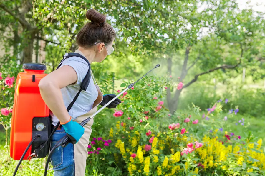 Why Diy Pest Control May Not Be Enough For Lasting Results Lynnwood, WA